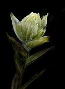 Castilleja occidentalis- Western Paintbrush